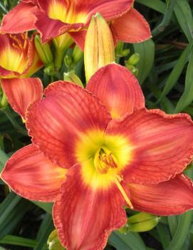 Hemerocallis 'Passion For Red'
