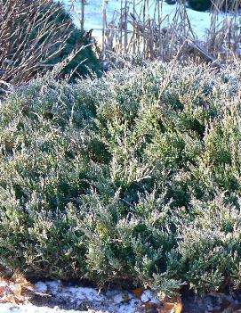 Juniperus horizontalis 'Hughes'