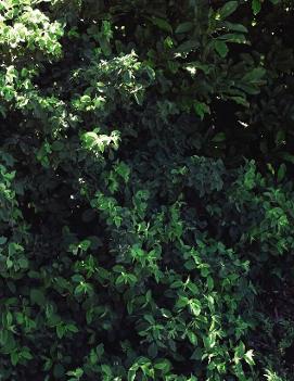 Lonicera xylosteum 'Emerald Mound'