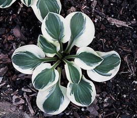 Hosta 'Frosted Mouse Ears'