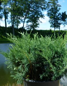 Juniperus sabina 'Blue Danube'