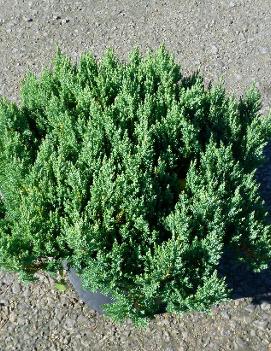 Juniperus sabina 'Blue Forest'