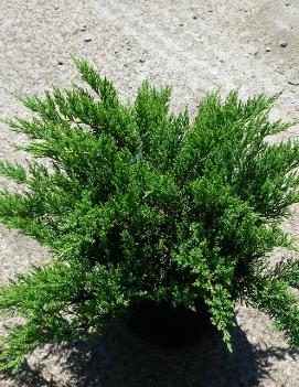 Juniperus sabina Moor-Dense® ('Monard') (PP6656)