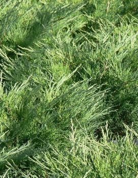 Juniperus sabina 'Skandia'