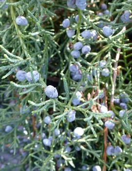 Juniperus virginiana 'Grey Owl'