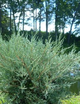 Juniperus scopulorum 'Tabletop'