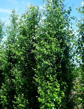 Populus x canascens 'Tower' (COPF)