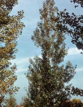 Populus deltoides 'Siouxland'