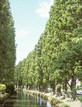 Populus nigra var. betulifolia 'Italica'