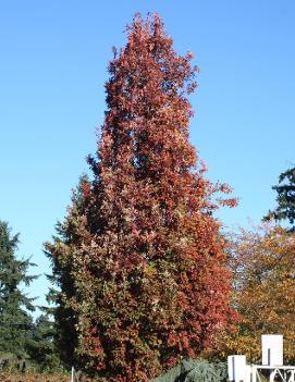 Quercus x alba x robur Crimson Spire™ ('Crimschmidt') (PP9103)