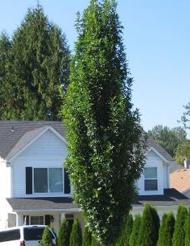 Quercus palustris Green Pillar® ('Pringreen') (PP9093)