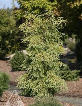 Metasequoia glyptostroboides 'Miss Grace'