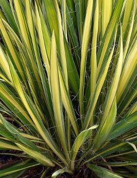 Yucca filamentosa 'Garland Gold'