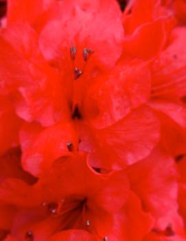 Azalea (Rhododendron) 'Girard's Scarlet'