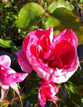 Rosa Carefree Beauty™ ('BUCbi') (PP4225)