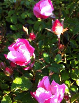 Rosa Carefree Delight™ ('MEIpotal') (PP8841, COPF)