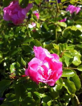 Rosa Flower Carpet® Appleblossom ('NOAmel') (PP10239, CPBR0464)