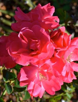 Rosa Flower Carpet® Pink Supreme ('NOA250092') (PP16276)