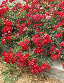 Rosa Flower Carpet® Red ('NOAre') (PP11308, CPBR1475)