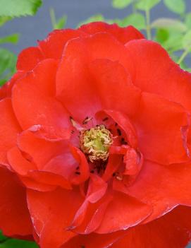 Rosa Flower Carpet® Scarlet ('NOA83100B') (PP17373, CPBR2622)