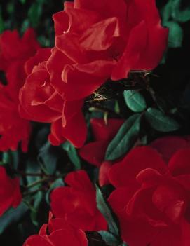 Rosa Knock Out® Red ('RADrazz') (PP11836, CPBR0993)