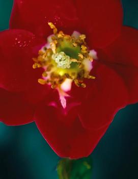 Rosa Red Meidiland® ('MEIneble')