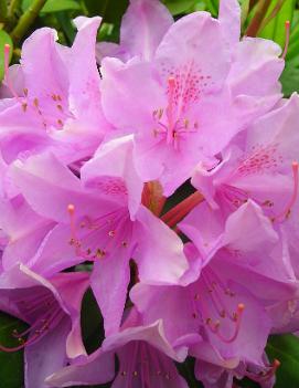 Rhododendron 'Roseum Pink'