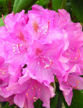 Rhododendron 'Roseum Two'