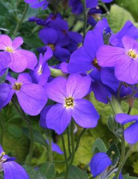 Aubrieta cultorum 'Cascade Blue'