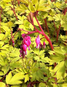 Dicentra spectabilis 'Gold Heart' (CPBR0974, COPF)