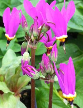 Dodecatheon meadia 'Aphrodite' (PP14002, CPBR3199)