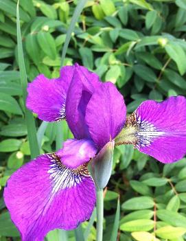 Iris sibirica 'Violet Charm'