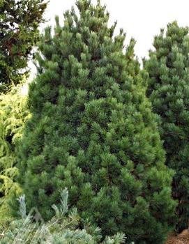 Pinus cembra 'Glauca Nana'