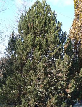 Pinus nigra 'Compacta'