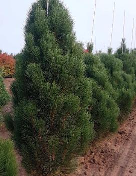 Pinus nigra 'Teardrop' (PP12806)