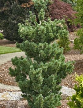 Pinus parviflora 'Aoi'