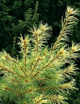 Pinus parviflora 'Ogon Janome'