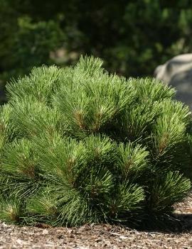 Pinus resinosa 'Morel'