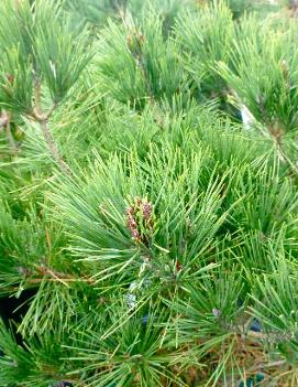 Pinus sylvestris 'Pygmaea'