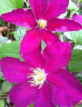 Clematis 'Madame Edouard Andre'