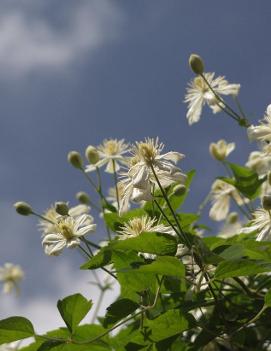 Clematis Summer Snow ('Paul Farges')