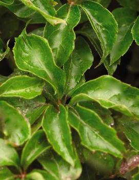 Parthenocissus quinquefolia 'Engelmannii'