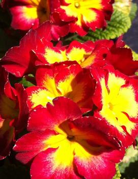 Primula polyantha Red ('Pacific Giant Mix')