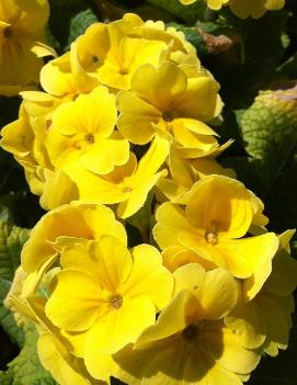 Primula polyantha Yellow ('Pacific Giant Mix')