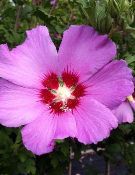 Hibiscus syriacus Violet Satin® ('Floru') (PP12196)