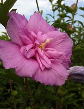 Hibiscus syriacus Lavender Chiffon™ ('Notwoodone') (PP12619)
