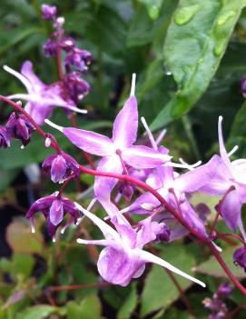 Epimedium grandiflorum Lilac Fairy ('Lilafee')