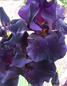 Iris germanica 'Before the Storm'