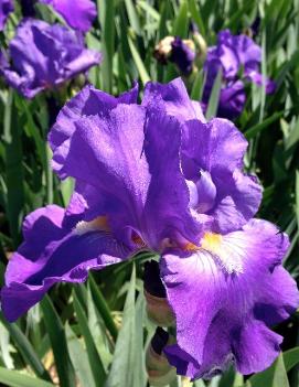 Iris germanica 'Feed Back'