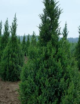 Juniperus chinensis 'Ontario Green'
